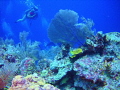 Girl on Reef 