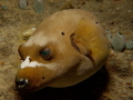 Dog Faced Pufferfish, Chuuk Lagoon 