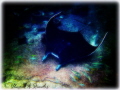 "Soaring Through The Ruins of Atlantis"
Former resident manta ray, affectionately called 'Athena', Goddess of Wisdom,gliding through the Ruins Aquarium at The Atlantis Resort. 