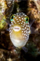 Hawaiian Whitespotted Toby 
