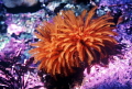 Monastery trench tube worms 
