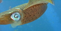 "Eye" think you're interesting! 