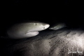 The Lemon Sharks of Tiger Beach come for a visit into our lights! 