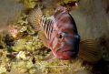 Why are you looking at me .. ???
El Hierro - Canary Islands 