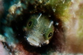 Blenny 
