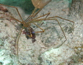 Golden Arrow Crab 