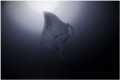 Manta ray 