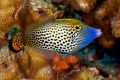 Fantail file fish 