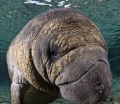 Friendly Manatee in 3 sisters Florida 
