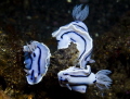 They gathered together does look like china blue porcelain. Three Willan's Chromodoris, Canon 5D mark2, 1/12/13, Av1/200, Tv18, ISO100 