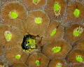 Secretary blenny matches colours with Star Coral 
