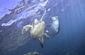 Interaction between a Green Turtle and the rare Hawaiian Monk Seal are not common. This young female enjoyed the company of an older turtle. 
