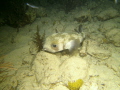 Porcupine from Salt Pier Night Dive 