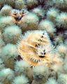 Christmas Tree Worms 