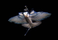Juvenile flying fish 