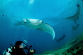 Manta Rays with Diver 