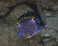 "I can fly" - Male Boxfish in pose. 