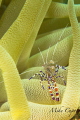 Spotted Cleaner Shrimp on an Anemone 