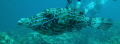 file fish 