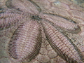 Sand Dollar 
