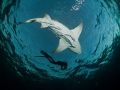A Lemon Shark and a Free Diver 