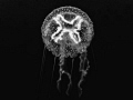 Lunacy.....! Moon Jellyfish - Aurelia aurita. New Zealand, Poor Knights. G10-250-f5.6-iso100-Internal Flash 