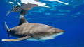 Oceanic Whitetip
I called this picture Colgate tip because of the 'bling' when the dorsal fin slices the surface 