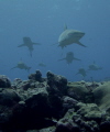 Curious sharks 