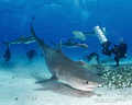Bow down Emma
'Emma' is a well known tiger sharks at Tiger Beach, Bahamas. Making the Bahamas a shark sanctuary and generating money from shark tourism, was a huge step in shark conservation. Maybe Australia can learn from them...RIP first culled 