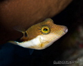 Sharpnose puffer 