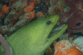 Very large green moray just hanging in the cave, new camera so not perfect but he is so cool. 