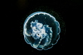 Moon Jelly at Tyee Cove 