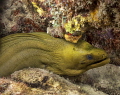 Green Moray at Monte's Divi dive site Bonaire 