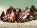 "Question everything. Every stripe, every star, every word spoken. Everything." Ernest Gaines. Polycladida Sp. Mae Haad, Thailand-EM5-Oly 60mm-1/250-f8-iso200-Inon D2000-Inon UCL 165-H2O Tools+5x2 
