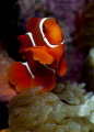 Spinecheek Anemonefish -- Amphiprion biaculatus 