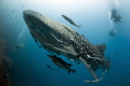 Whale shark. Nikon D700, Sigma 15 mm, Мagic filter. 