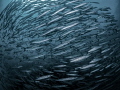 "I think fish is nice, but then I think that rain is wet, so who am I to judge?" Douglas Adams. Chevron Barracuda - Sphyraena qenie. Sail Rock, Thailand-EM5-Panasonic 8mm-iso200-f8-1/160 Lightroom and Photoshop 