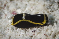Philonopsis Pusa, Little Cayman 