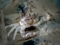 "The story of life is quicker then the blink of an eye, the story of love is hello, goodbye." Jimi Hendrix. Pen Crab - Porcellanella triloba. Mae Haad, Thailand-EM5-Oly 60mm-1/250-f5.6-iso200-Inon D2000-Inon UCL 165-H2O Tools+5x2 