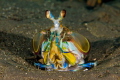 Color from the sand. This Mantis Shrimp checks out its surroundings. Shot with canon t4i and 100mm f2.8 in Ike housing with dual ds51 strobes. 