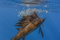 Sailfish closeup 