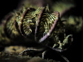 "Deep into that darkness peering, long I stood there, wondering, fearing, doubting, dreaming dreams no mortal ever dared to dream before." Poe. Feather Star - Crinoid sp. Mae Haad, Thailand-EM5-Oly 60mm-1/250-f2.8-iso100-Inon D2000-Inon D2000 