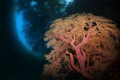 Under the Mangroves - TWO WORLDS 