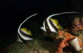 A beautiful pair of Longfin Bannerfish - Heniochus acuminatus, Truk (Chuuk) Lagoon 