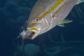 How they manage the lionfish problem in Bonaire 