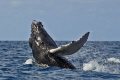 the Silver Banks are among the best areas to observe humpback whales 