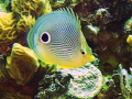 Butterfly Fish  on reef 