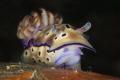 Risbecia Tryoni-Lembeh 