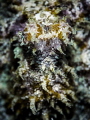 Just Blendin'. Coconut Octopus - Amphioctopus marginatus? Chaloklum, Thailand-EM5-Oly 60mm-1/250-f3.5-iso100-Inon D2000-Inon 