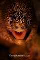 Golden Tail Moray (Gymnothorax miliaris)
Bonaire, Netherland Antilles 